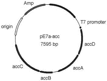 Construction method of engineering bacteria capable of dynamically regulating synthesis of 3HP (3-hydroxypropionic acid)