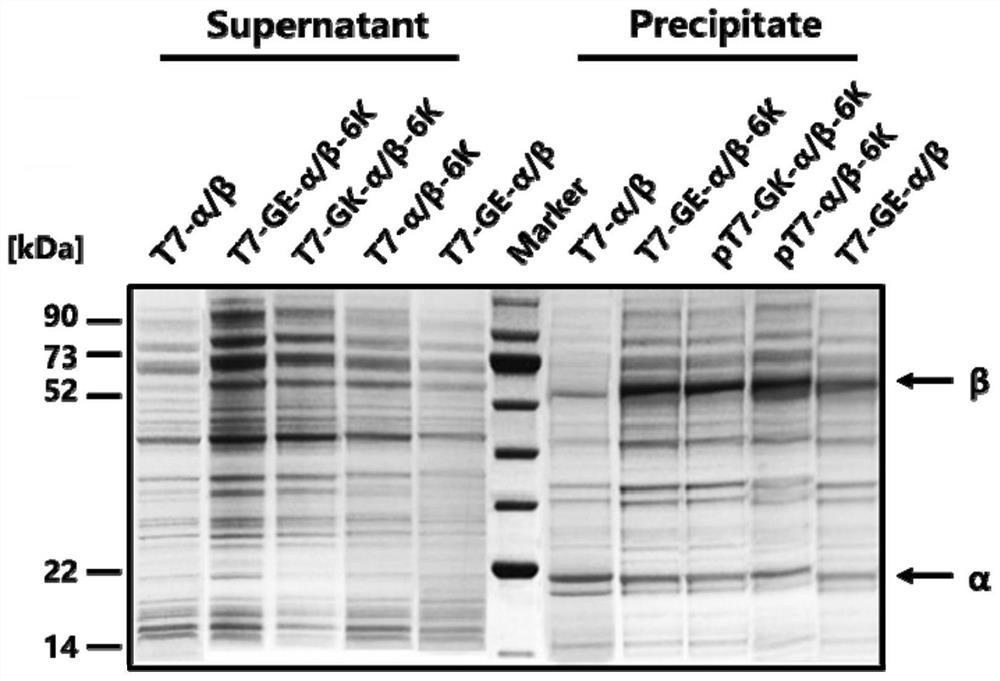 An expression cassette for recombinant expression of echinocandin b deacylase and its application
