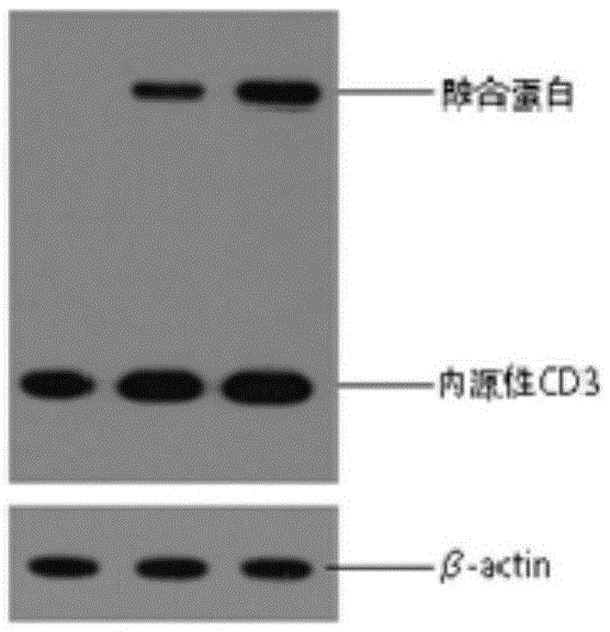 Fc gamma RIII a-based chimeric gene and application thereof