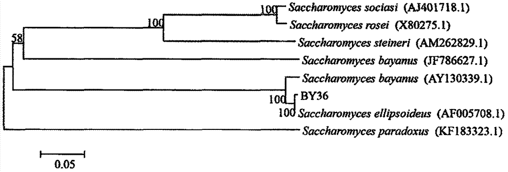 Saccharomyces ellipsoideus for preventing and treating postharvest diseases of fruits and vegetables and preparation and use methods thereof