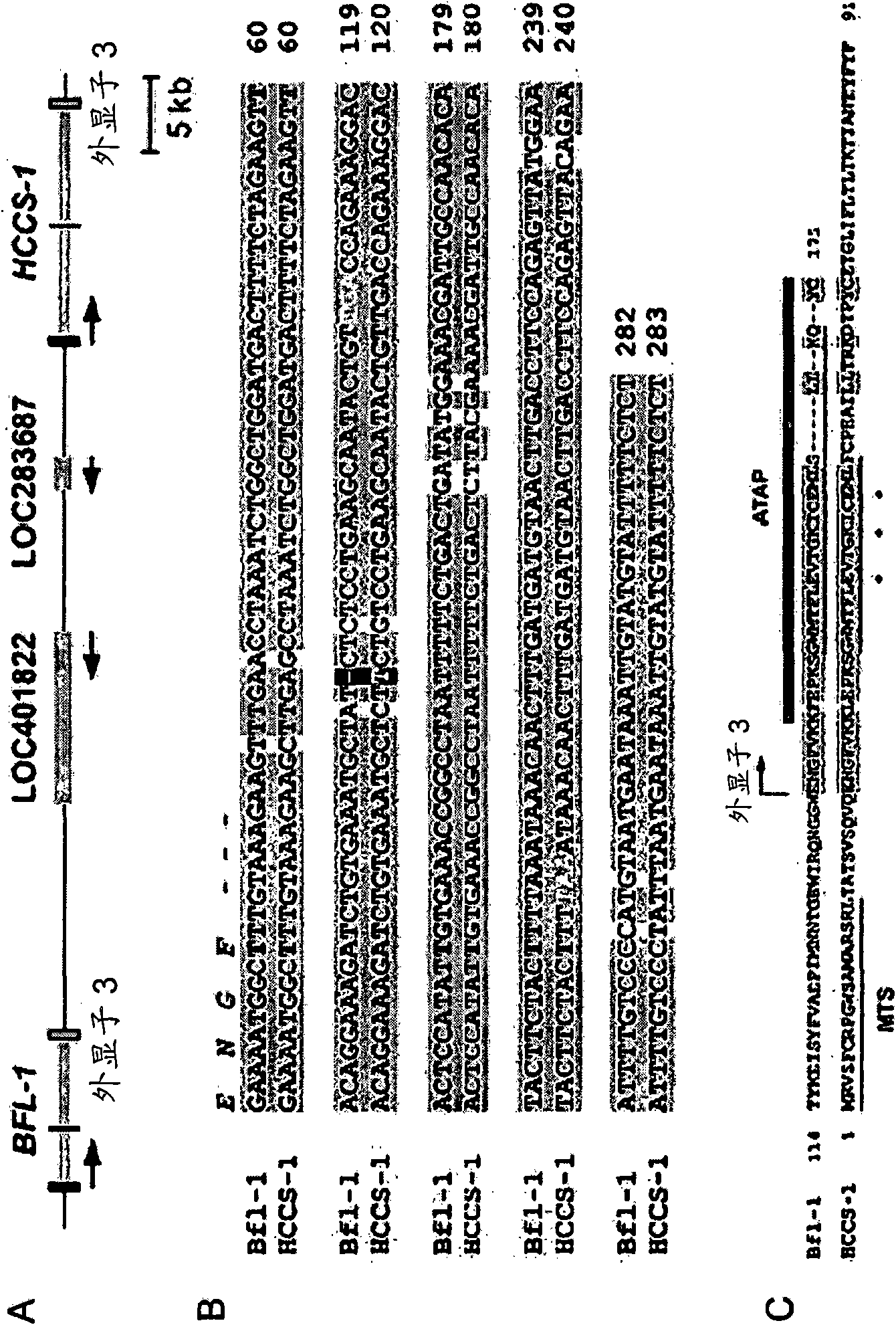 Atap peptides, nucleic acids encoding the same and associated methods of use
