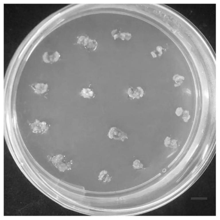 A method for in vitro regeneration of quinoa cotyledon nodes