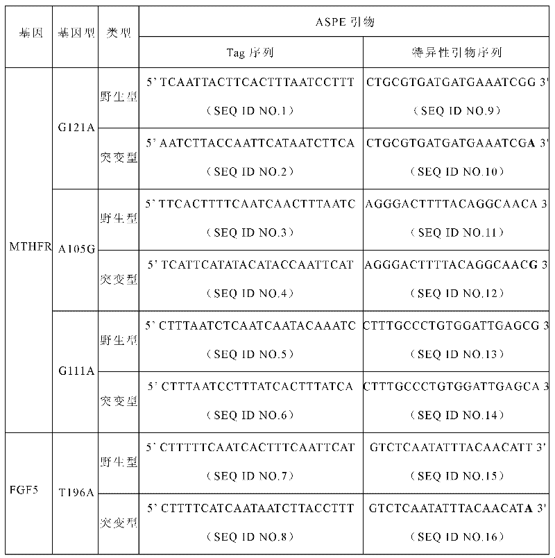 Specific primers and liquid-phase chip for SNP (Single Nucleotide Polymorphism) detection of MTHFR and FGF5 genes