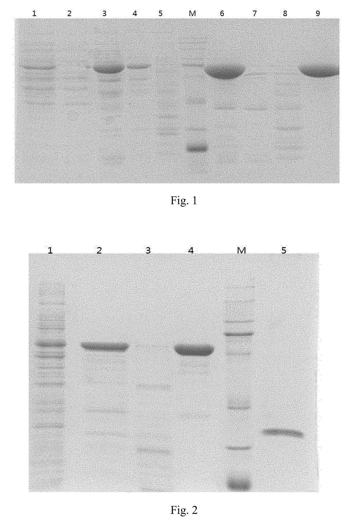 Immunogenic composition for preventing pneumococcal diseases and preparation method thereof