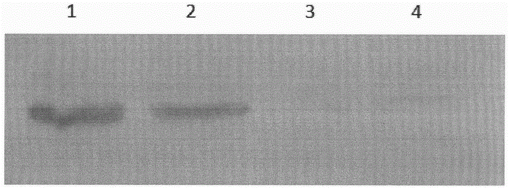 Method for improving integrity of cytoskeletons after freeze thawing of preserved boar sperm