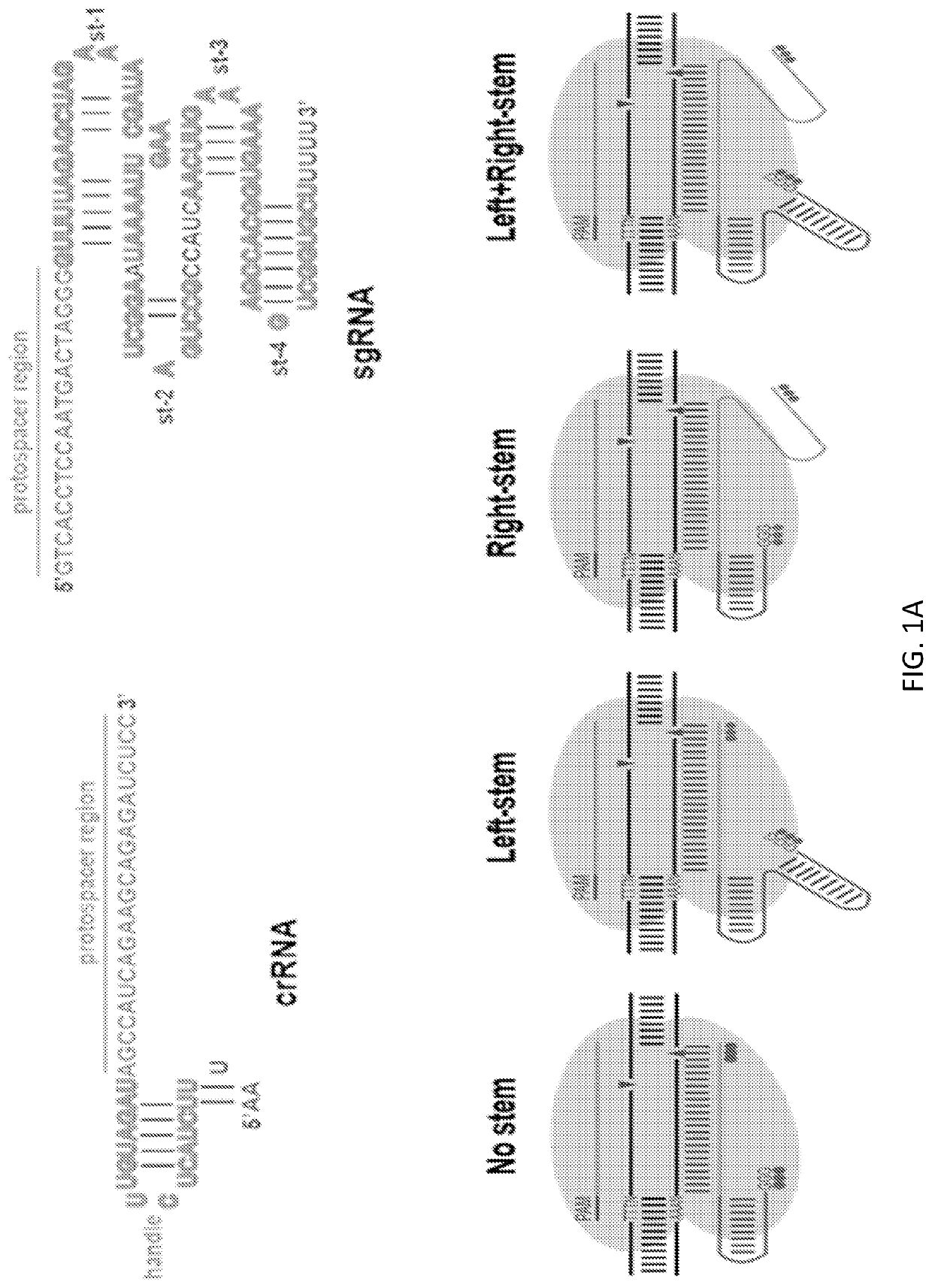 Compositions and Methods for Gene Editing in T cells using CRISPR/Cpf1