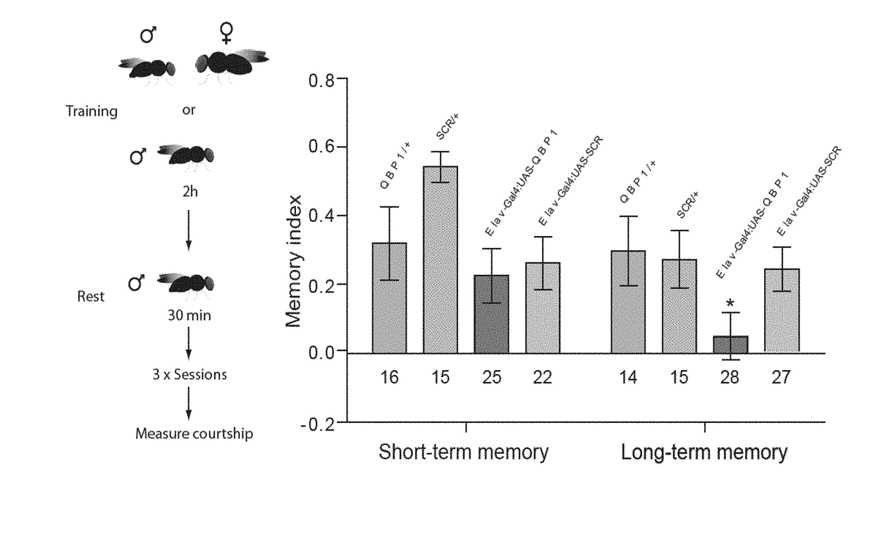 Use of qbp1 peptide for the inhibition of memory consolidation