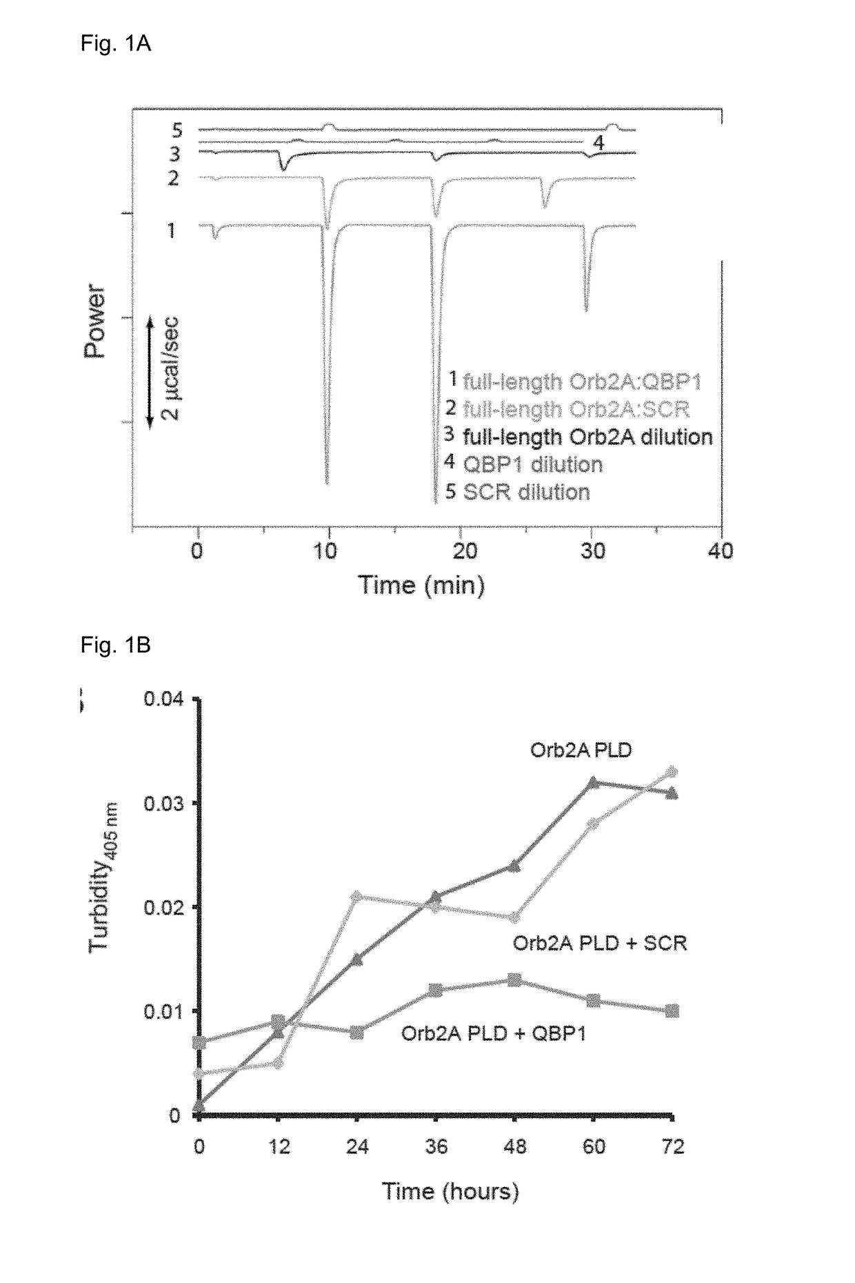 Use of qbp1 peptide for the inhibition of memory consolidation