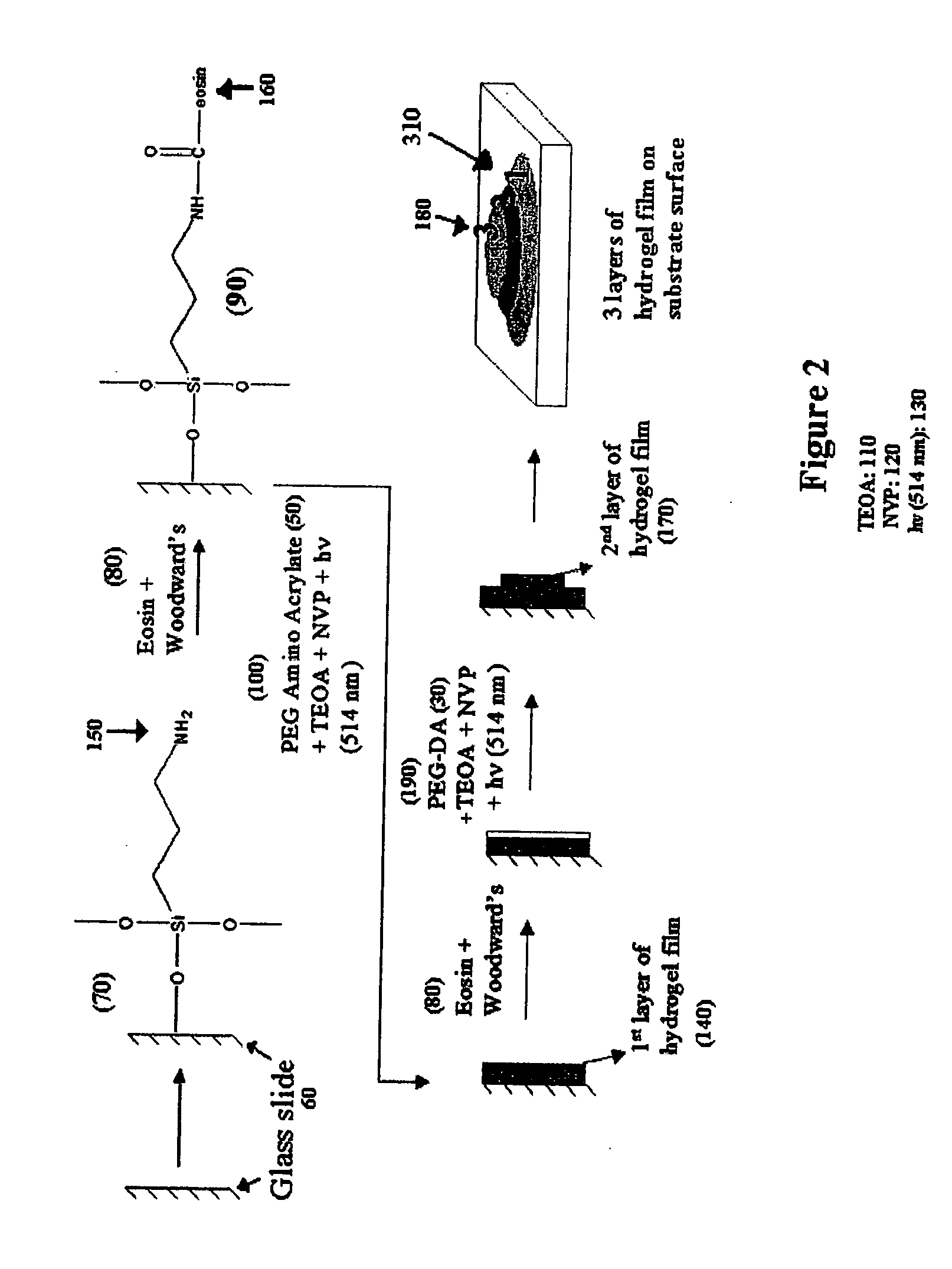 Method for the formation of hydrogel multilayers through surface initiated photopolymerization