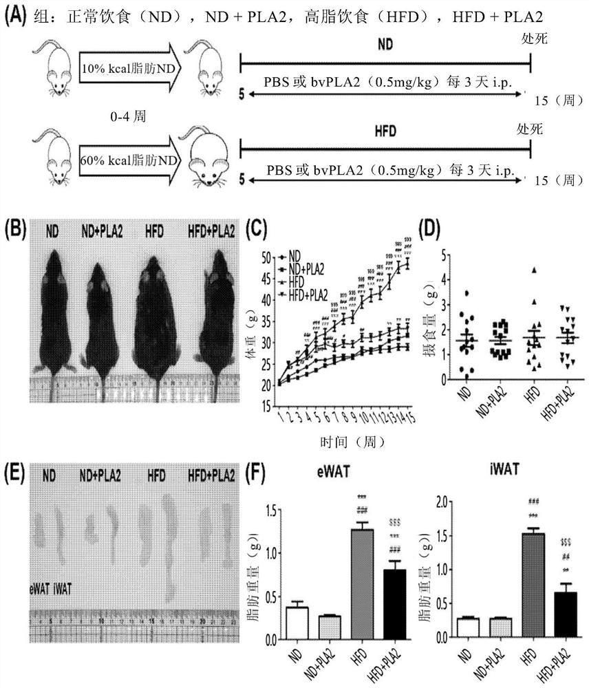 Composition for preventing or treating obesity comprising phospholipase A2 as active ingredient