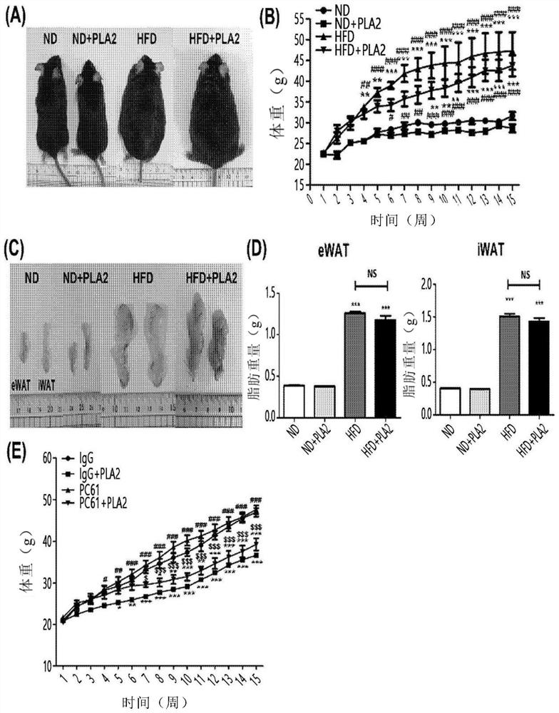 Composition for preventing or treating obesity comprising phospholipase A2 as active ingredient