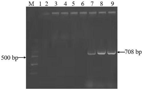Primer group for nest type RT-PCR detection of seneca valley virus (SVV), kit and application
