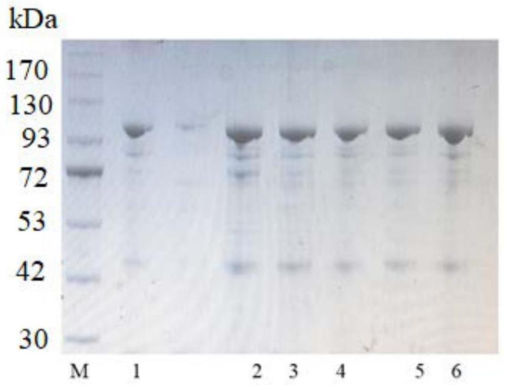 Pullulanase mutant, engineering bacterium and application of pullulanase mutant