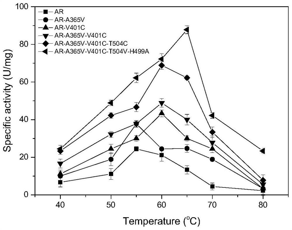 Pullulanase mutant, engineering bacterium and application of pullulanase mutant