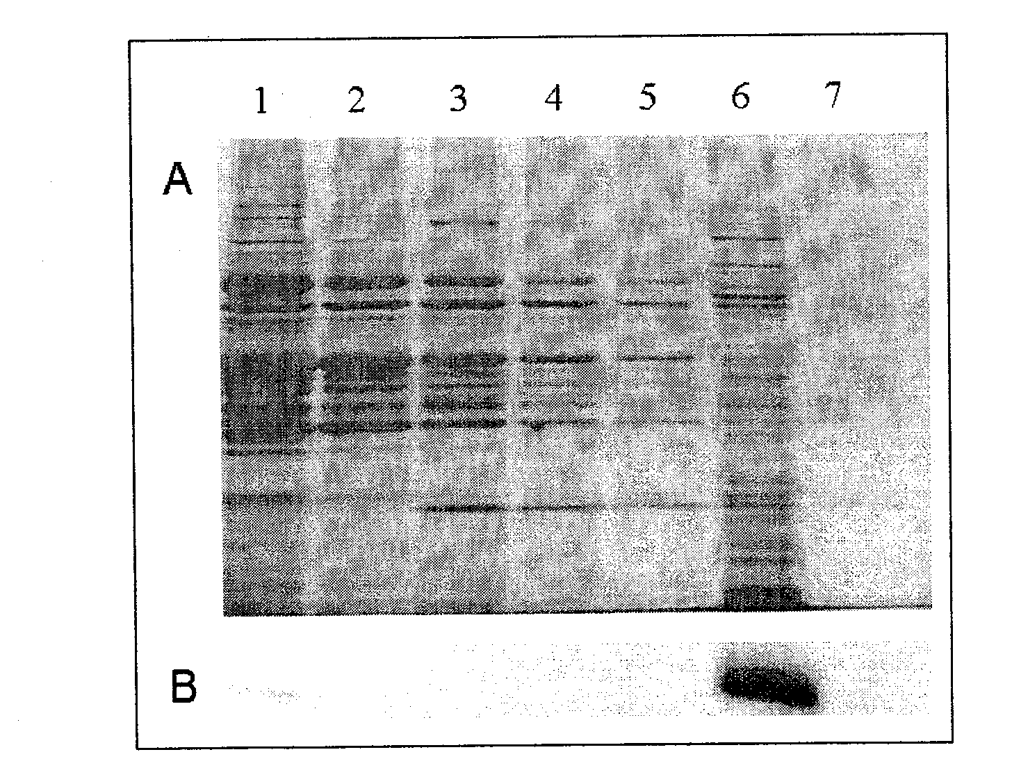 Method for producing western blot resin with dual recognition group polymer chain and application thereof