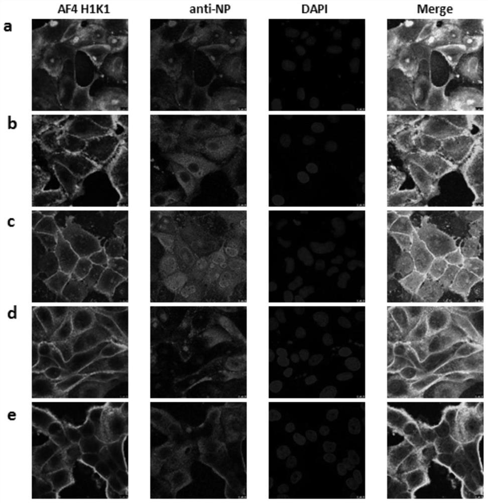 A kind of influenza virus antibody, its preparation method and application