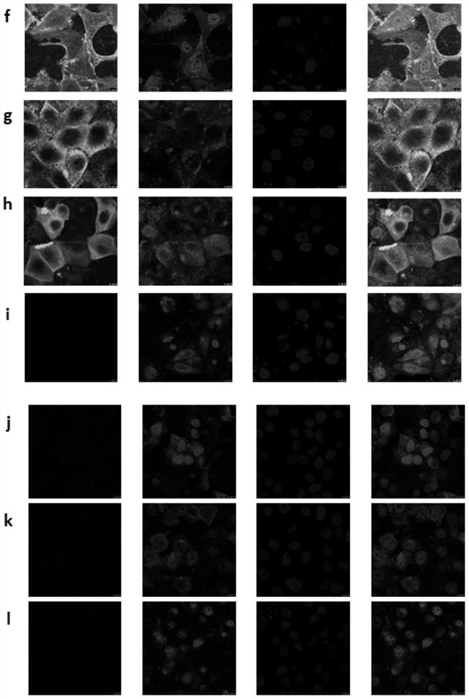 A kind of influenza virus antibody, its preparation method and application