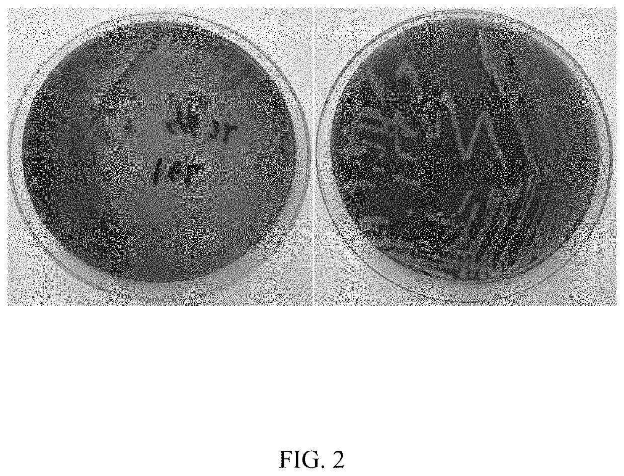 Method for preparing a K serum with a vibrio parahaemolyticus as an antigen