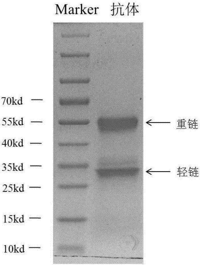 H7N9 virus-resistant monoclonal antibody