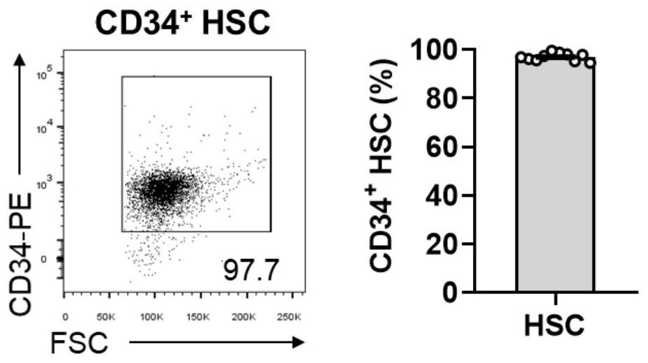 Method for inducing and amplifying decidua-like natural killer cells from hematopoietic stem cells in vitro