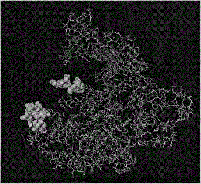 B cell epitope of Tarp protein of chlamydia trachomatis and application of B cell epitope