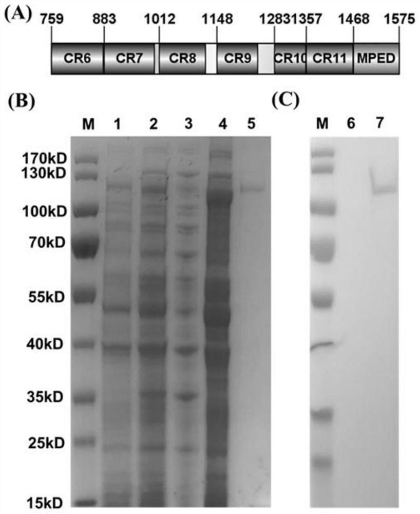 Rice leaf roller cadherin Cry toxin binding region coding gene as well as coding protein and application thereof