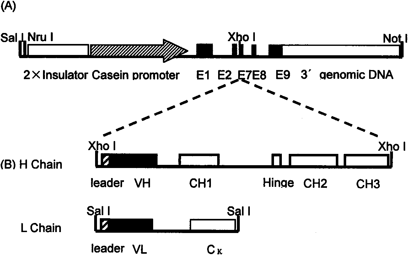 Method for producing humanized monoclonal antibody using animal mammary gland bioreactor