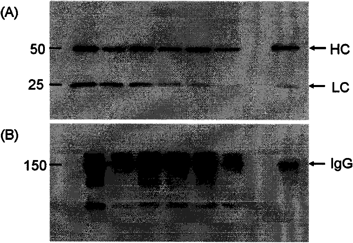 Method for producing humanized monoclonal antibody using animal mammary gland bioreactor