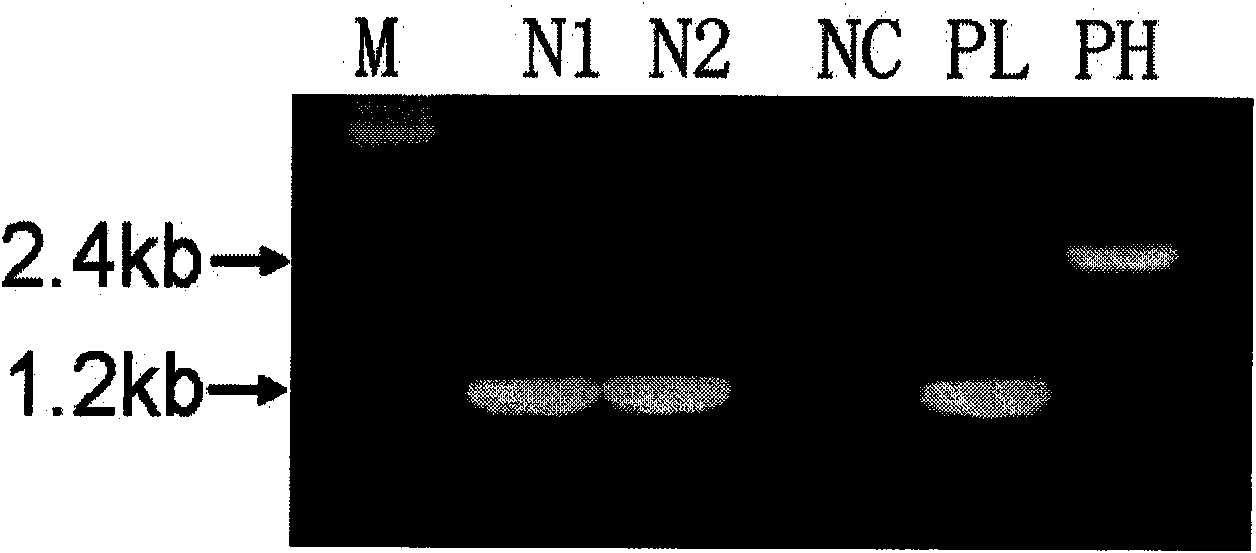 Method for producing humanized monoclonal antibody using animal mammary gland bioreactor