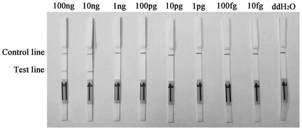 A specific detection target of Phytophthora syringae psyri_s00018g00015.1 and its application