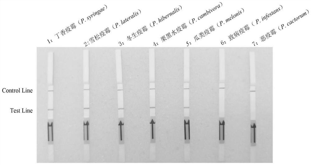 A specific detection target of Phytophthora syringae psyri_s00018g00015.1 and its application