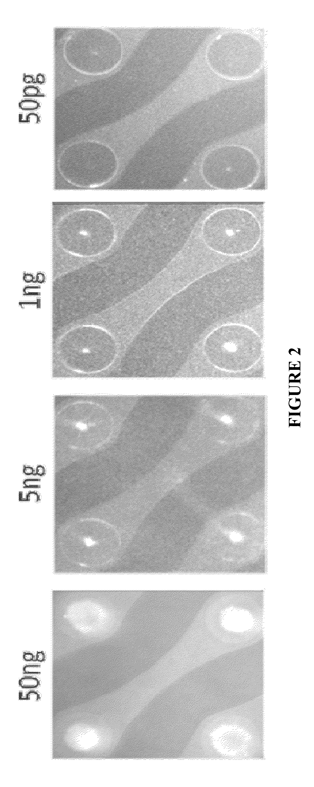 Nucleic acid sample preparation