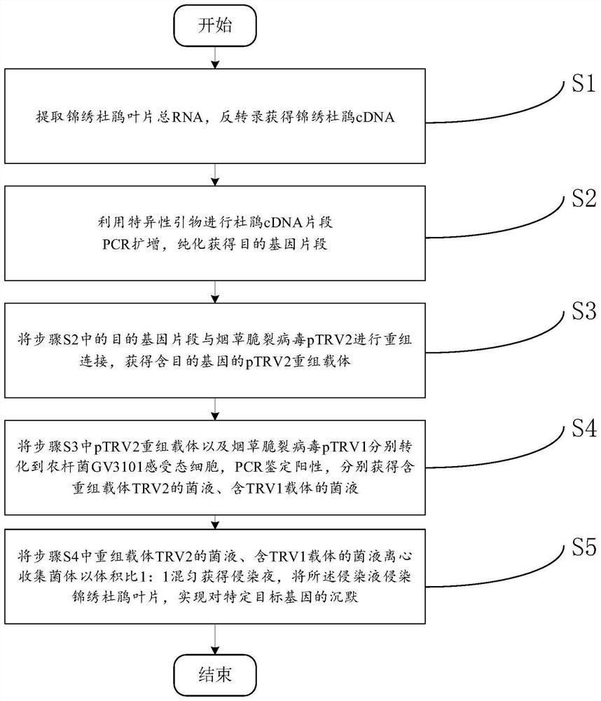 VIGS-based Rhododendron pulchrum leaf gene silencing system and construction method thereof