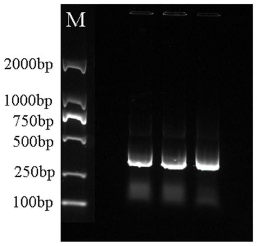 VIGS-based Rhododendron pulchrum leaf gene silencing system and construction method thereof