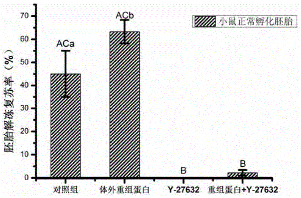 Application of rhoa recombinant protein in preparation of culture medium for improving embryo freeze resistance and recovery rate after thawing