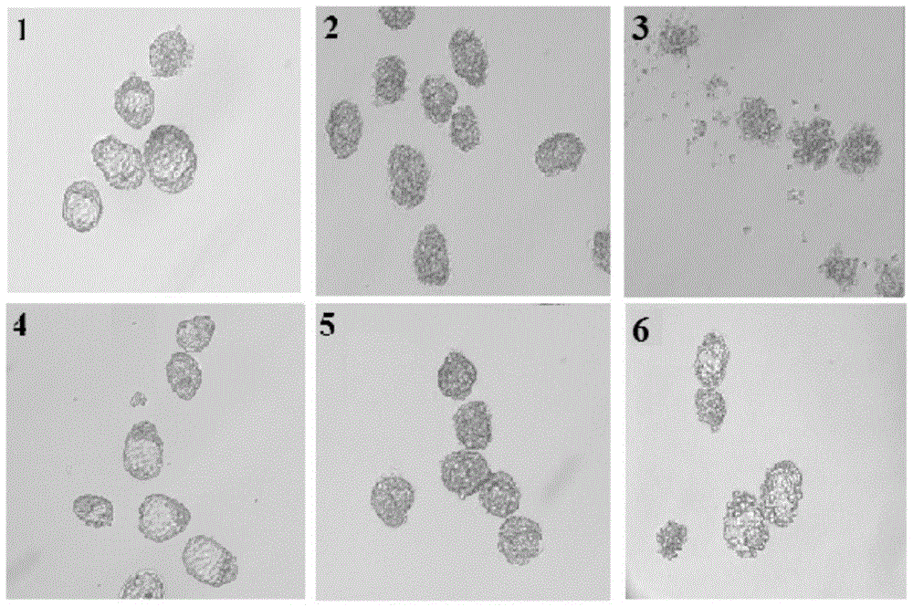 Application of rhoa recombinant protein in preparation of culture medium for improving embryo freeze resistance and recovery rate after thawing