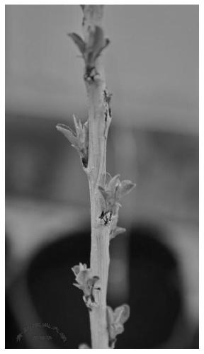 Trunk coating preparation for preventing and treating fruit tree seedling-borne diseases and insect pests, preparation method and application thereof
