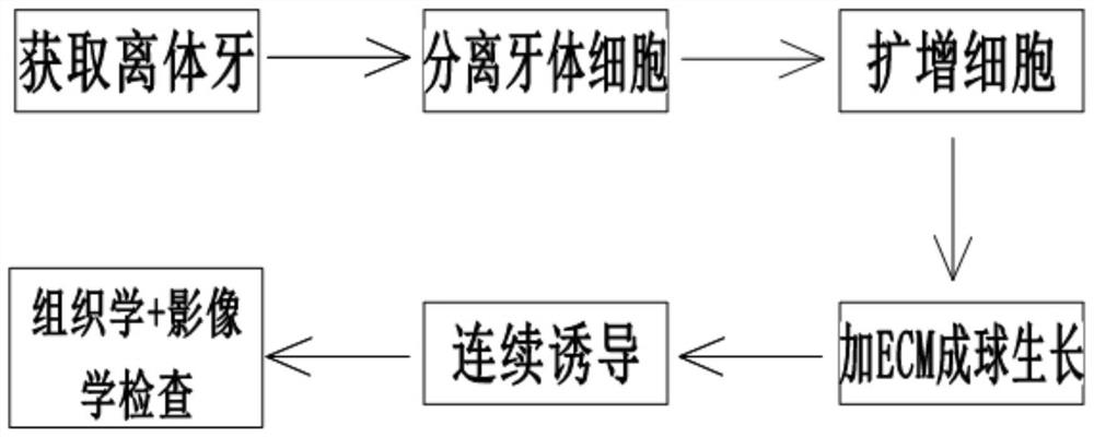 Preparation method of a pulp capping material in vitro evaluation model