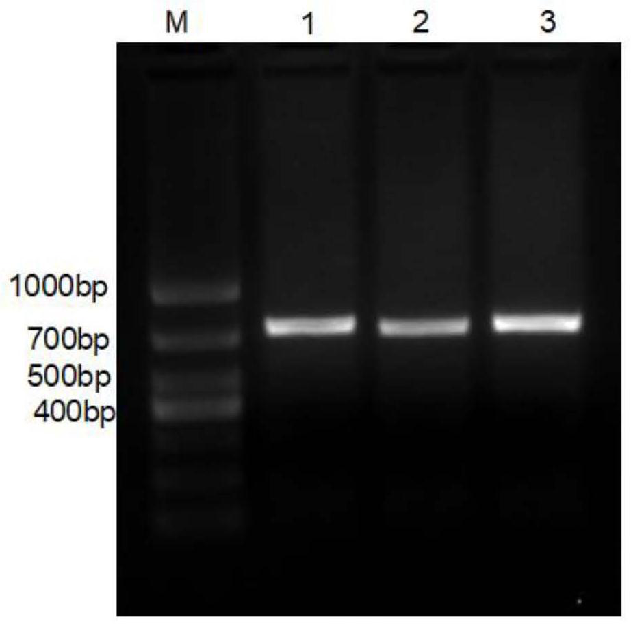 SNP (Single Nucleotide Polymorphism) molecular marker associated with drip loss character of porcine muscles and application of SNP molecular marker