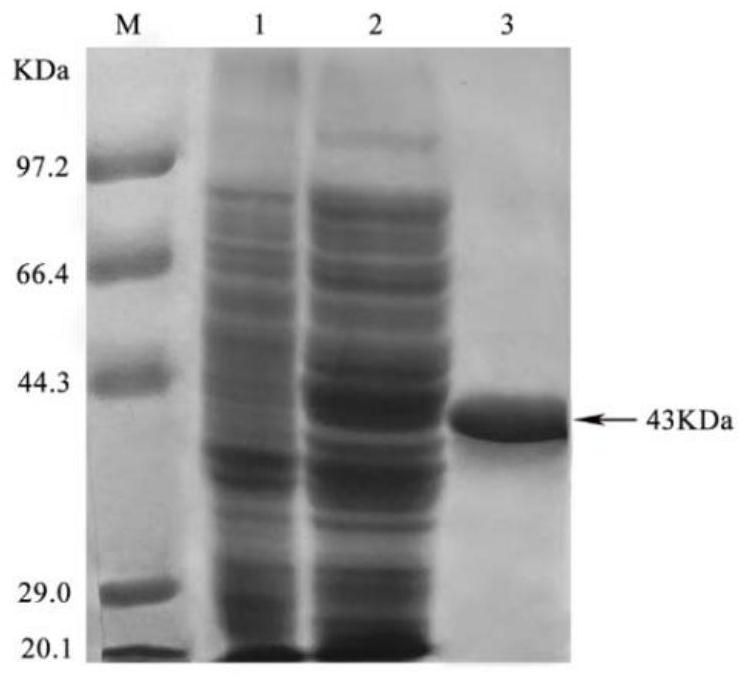 Method for detecting flavoprotein based on three-dimensional fluorescence spectrum
