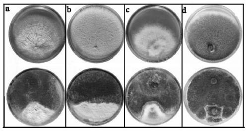 Preparation and application of a strain of Aspergillus tubingensis and its metabolites for disease prevention and growth promotion