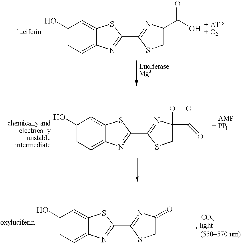 Method for detection of ATP