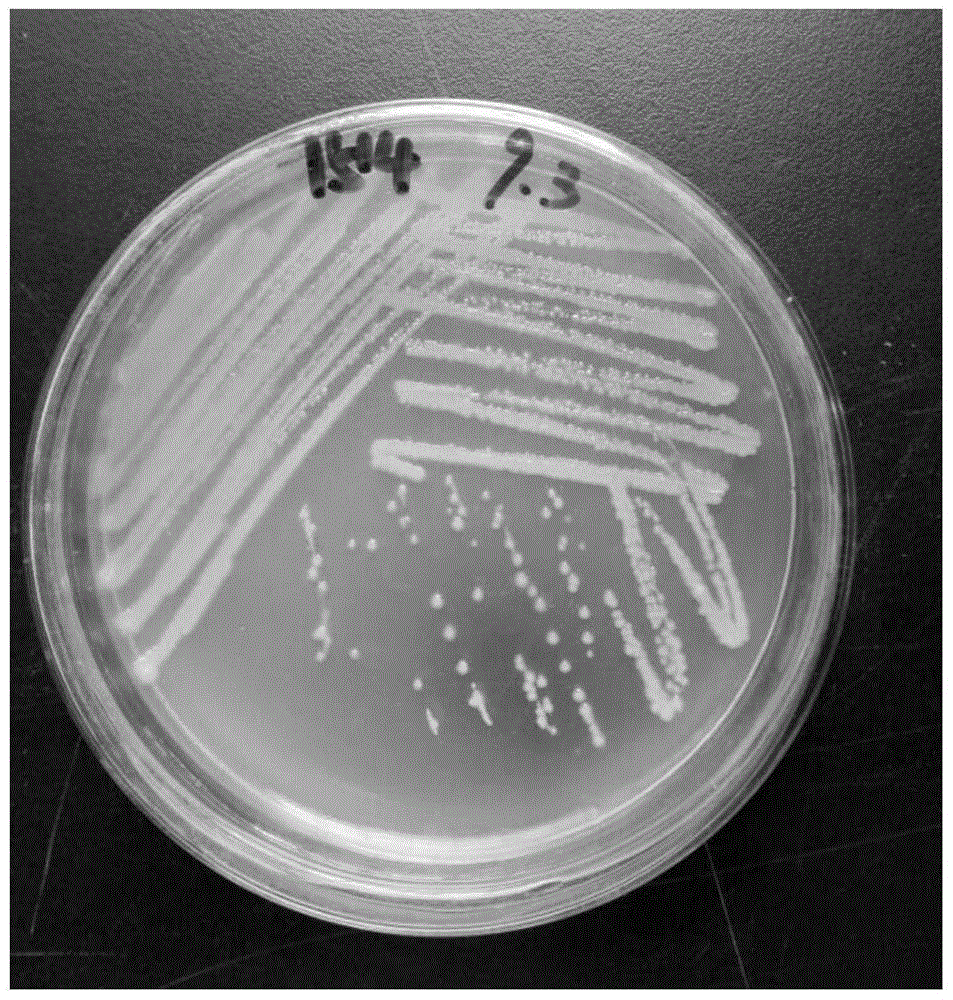 A kind of Burkholderia and its application in the prevention and treatment of Panax notoginseng soil-borne diseases