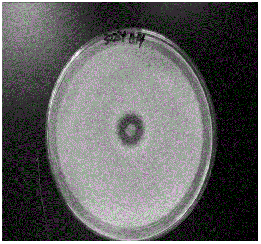 A kind of Burkholderia and its application in the prevention and treatment of Panax notoginseng soil-borne diseases