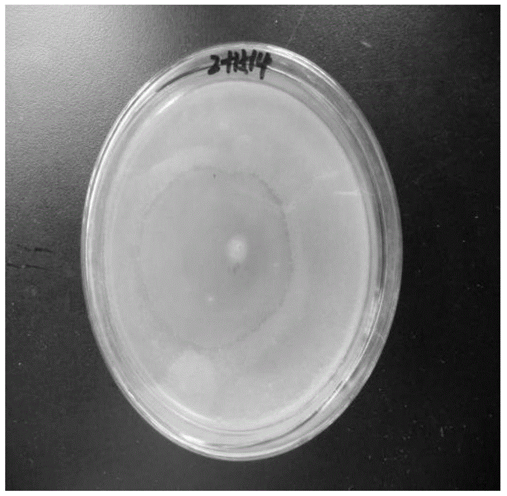 A kind of Burkholderia and its application in the prevention and treatment of Panax notoginseng soil-borne diseases