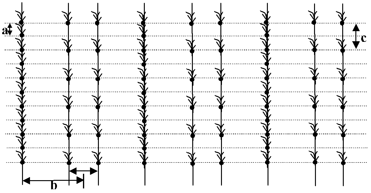 Seedling zone single double-row wheat precision seeder