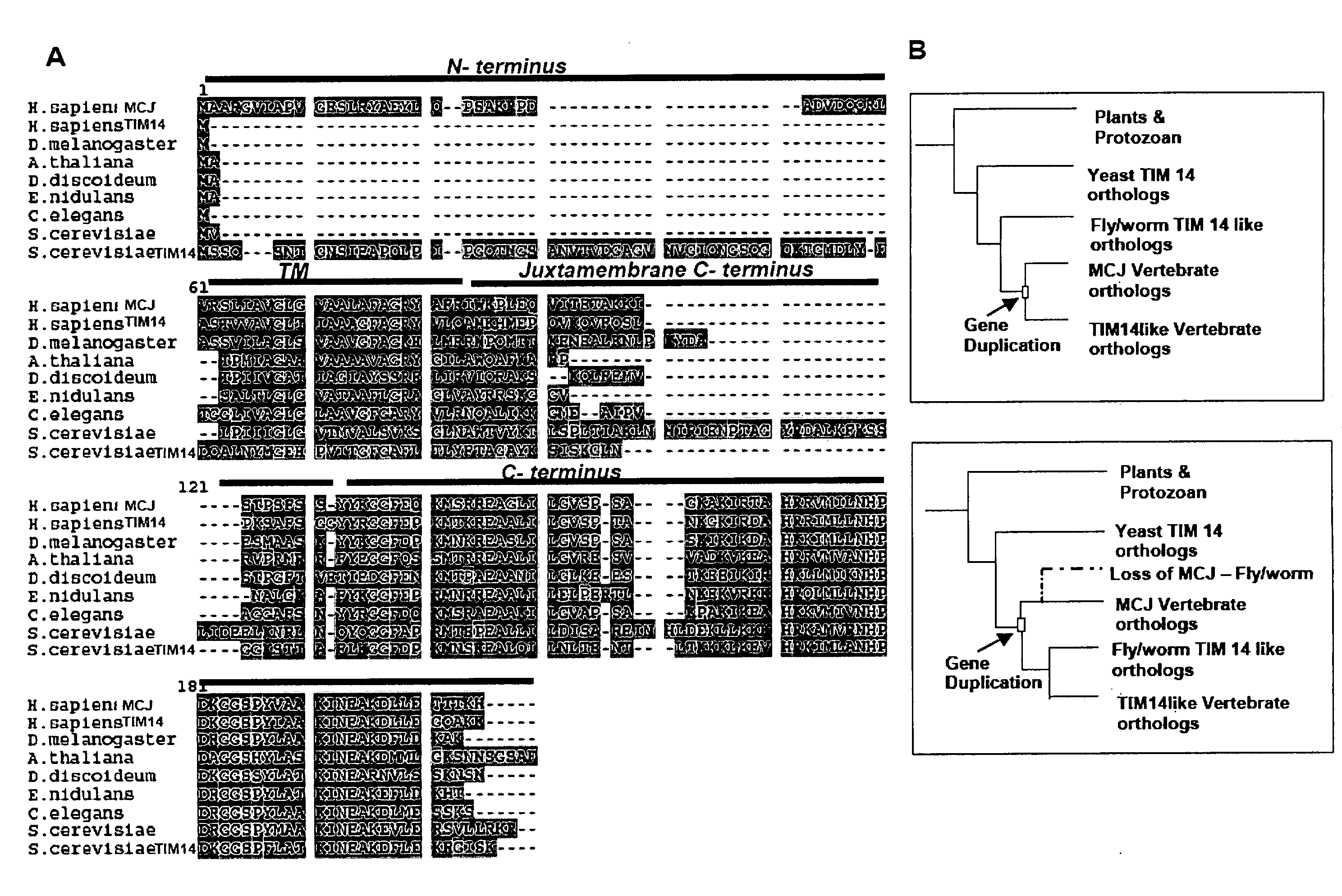Anti-Methylation-Controlled J Protein Antibodies and Uses Thereof