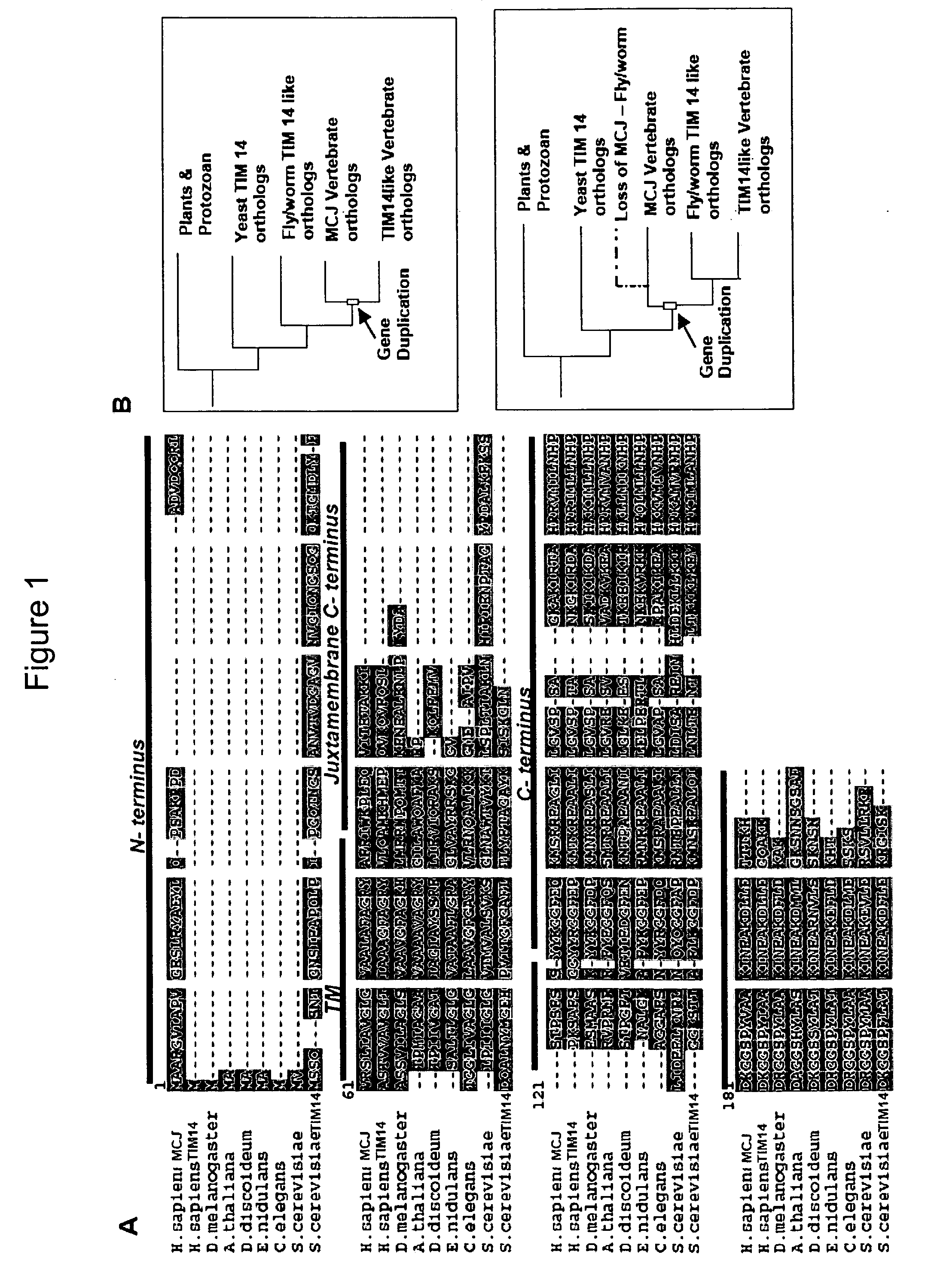 Anti-Methylation-Controlled J Protein Antibodies and Uses Thereof
