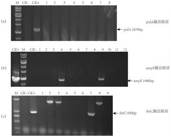 Marker protein expression cassette capable of inducing regulation and recombinant vector constructed by same and application