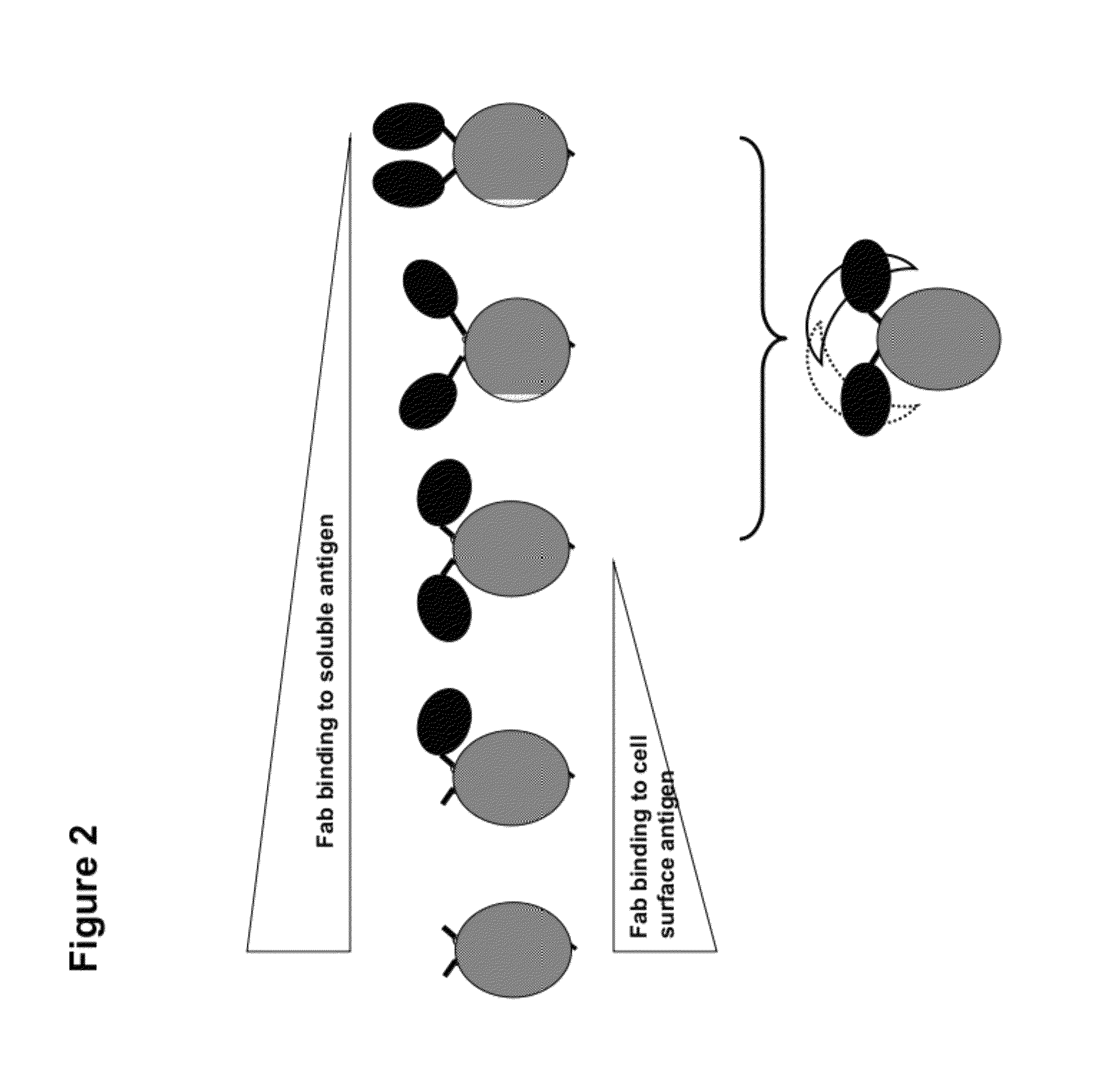Multi-specific FAB fusion proteins and methods of use